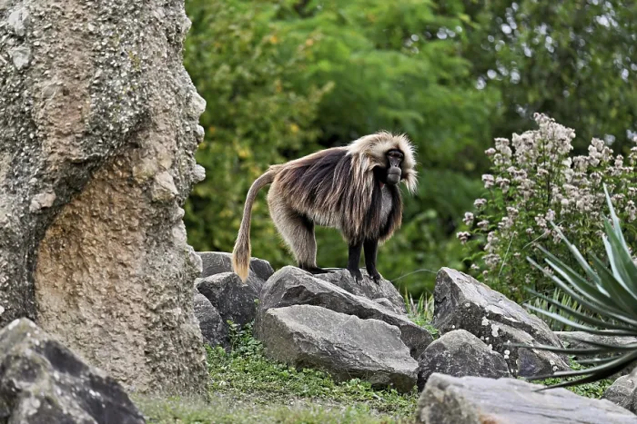 Framed Print : Djelada or blood-breasted baboon (Theropithecus gelada)