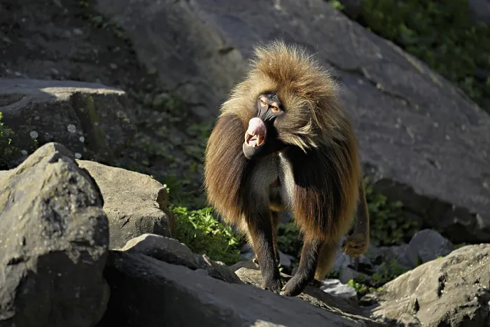 Framed Print : Djelada or gelada baboon (Theropithecus gelada) Framed Print : Djelada or gelada baboon (Theropithecus gelada)