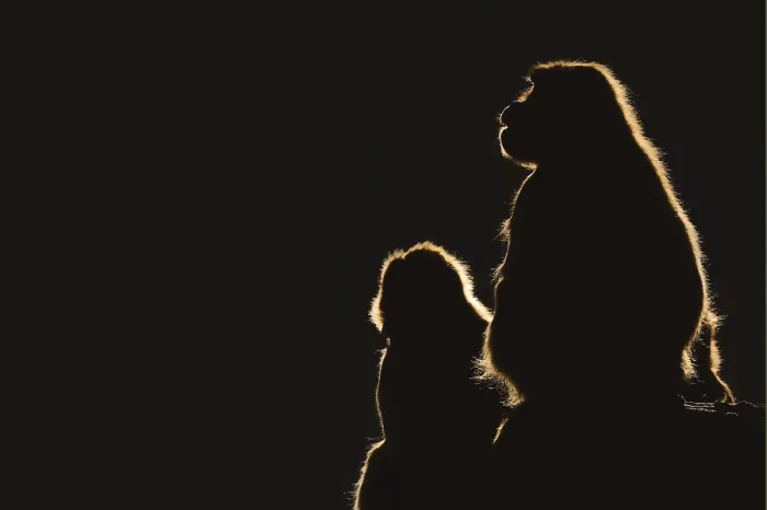 Framed Print : Djelada or gelada baboon (Theropithecus gelada)