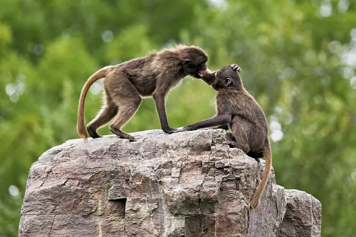 Framed Print : Two djeladas or blood-breasted baboons (Theropithecus gelada)