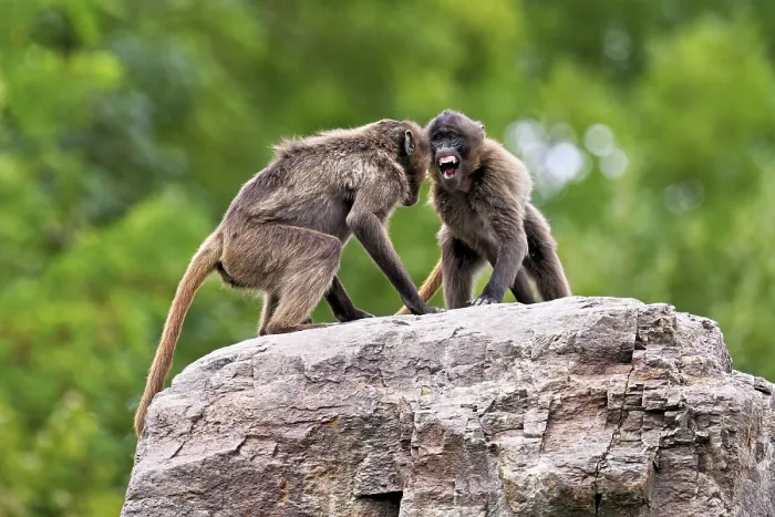 Framed Print : Two djeladas or blood-breasted baboons (Theropithecus gelada) Framed Print : Two djeladas or blood-breasted baboons (Theropithecus gelada)