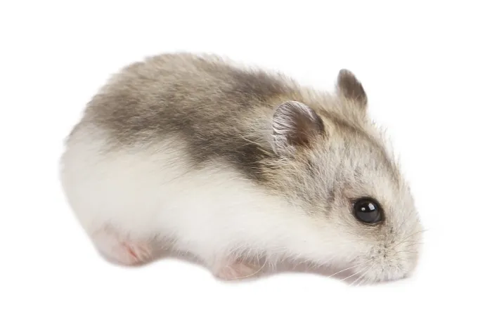 Framed Print : Djungarian Hamster (Phodopus sungorus) baby isolated on white Framed Print : Djungarian Hamster (Phodopus sungorus) baby isolated on white