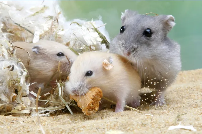 Framed Print : Djungarian hamster (Phodopus sungorus) and juveniles