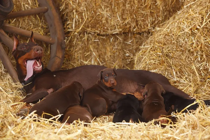 Framed Print : Doberman, bitch with puppies, 5 weeks