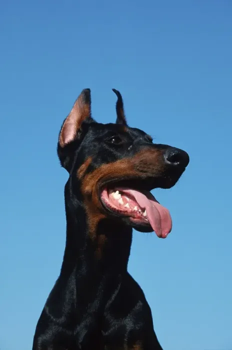 Framed Print : Doberman Pinscher, cropped ears