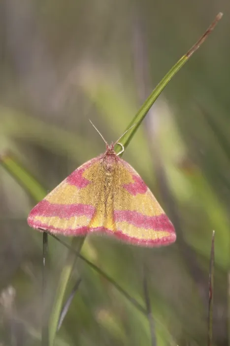 Framed Print : Dock purple moth (Lythria cruentaria)