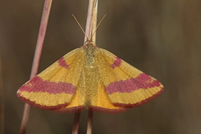 Framed Print : Dock purple moth (Lythria cruentaria)