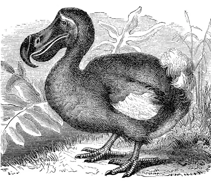 Framed Print : Dodo (Didus ineptus) Dronte, Doudo oder Dudu Framed Print : Dodo (Didus ineptus) Dronte, Doudo oder Dudu