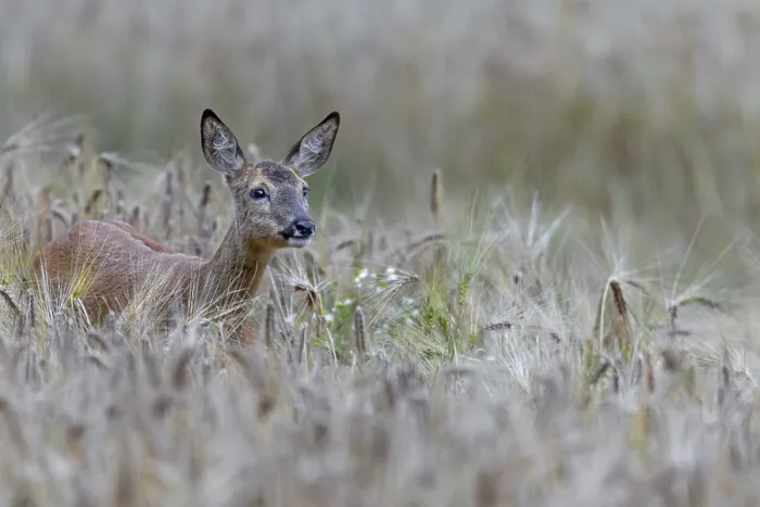 Framed Print : Doe (Capreolus capreolus) standing attentively in a barley field