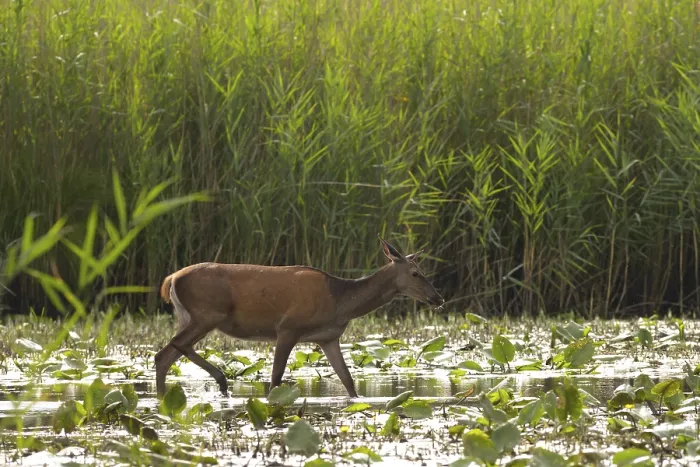 Framed Print : Doe (Cervus elaphus), walking, water