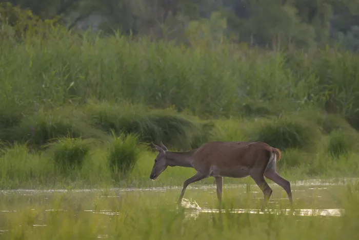 Framed Print : Doe (Cervus elaphus), walking, water