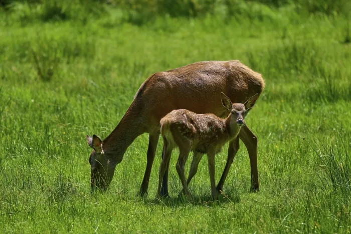 Framed Print : Doe and fawn grazing together in a meadow Framed Print : Doe and fawn grazing together in a meadow