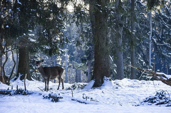 Framed Print : Doe, female red deer, Cervus elaphus Framed Print : Doe, female red deer, Cervus elaphus