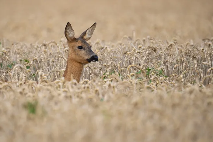 Framed Print : Doe, female, roe deer, (Capreolus capreolus) in wheat Framed Print : Doe, female, roe deer, (Capreolus capreolus) in wheat