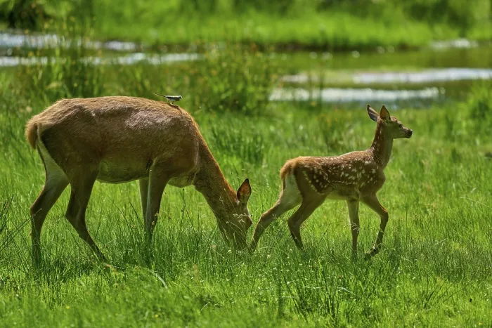Framed Print : Doe leading her fawn across the meadow Framed Print : Doe leading her fawn across the meadow