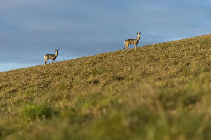 Framed Print : Doe and roebuck, roe deer (Capreolus capreolus) standing on the meadow