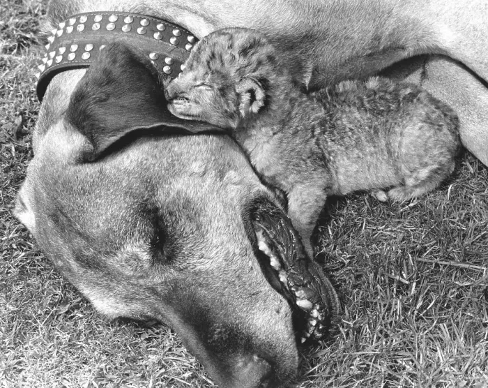 Framed Print : Dog and baby lion, England, Great Britain