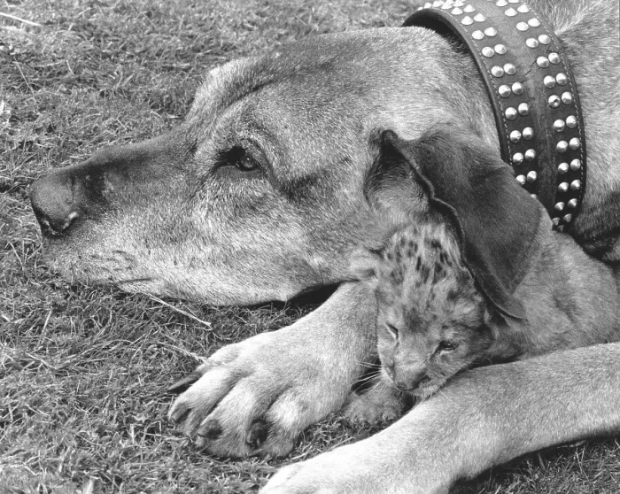 Framed Print : Dog and baby lion, England, Great Britain Framed Print : Dog and baby lion, England, Great Britain