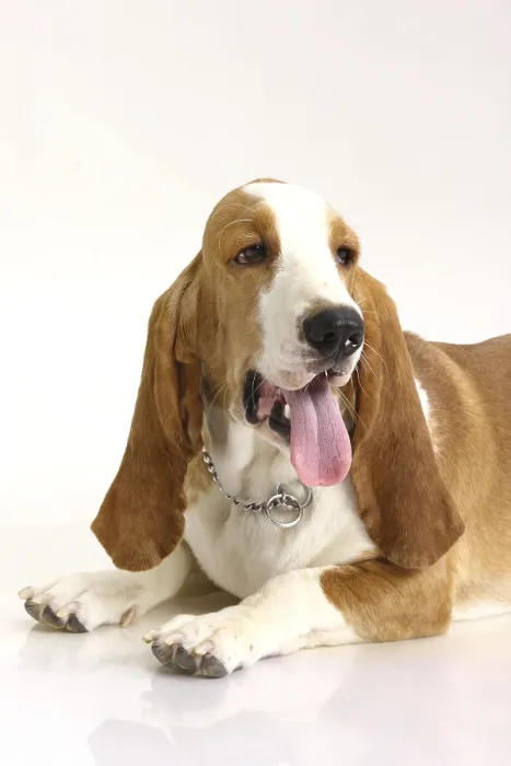 Framed Print : Dog Basset Hound female posing on white background Framed Print : Dog Basset Hound female posing on white background