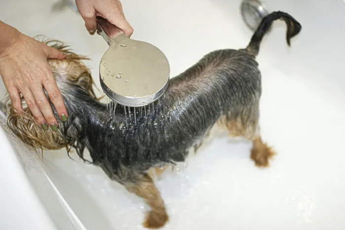 Framed Print : A dog being bathed with a shower head Framed Print : A dog being bathed with a shower head