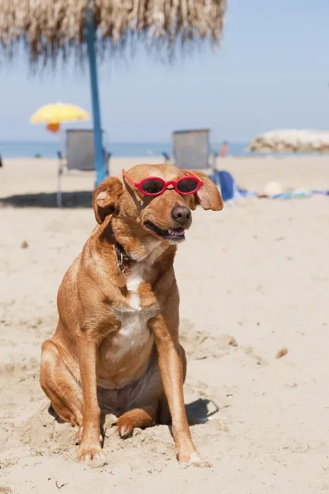 Framed Print : Dog at the beach