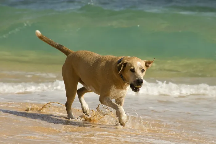 Framed Print : Dog on the beach, O'ahu, Hawaii