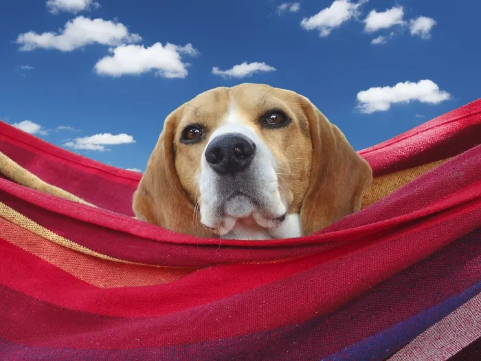 Framed Print : Dog, beagle, on vacation in hammock against blue sky
