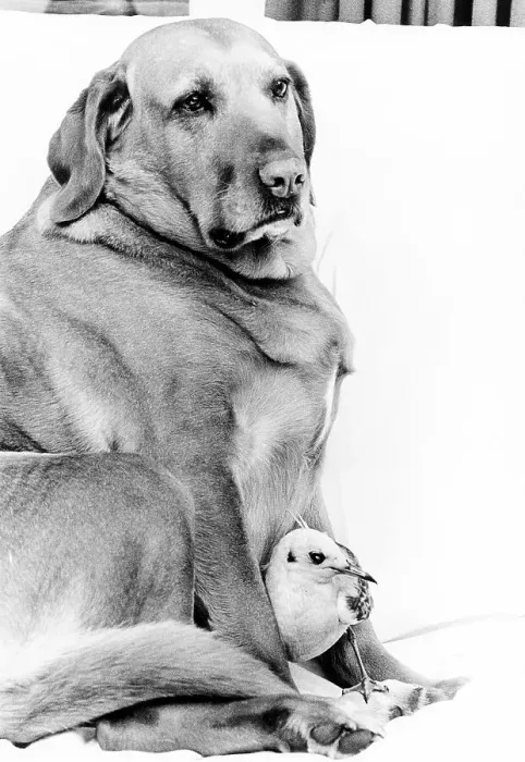 Framed Print : Dog and bird cuddling, England, Great Britain