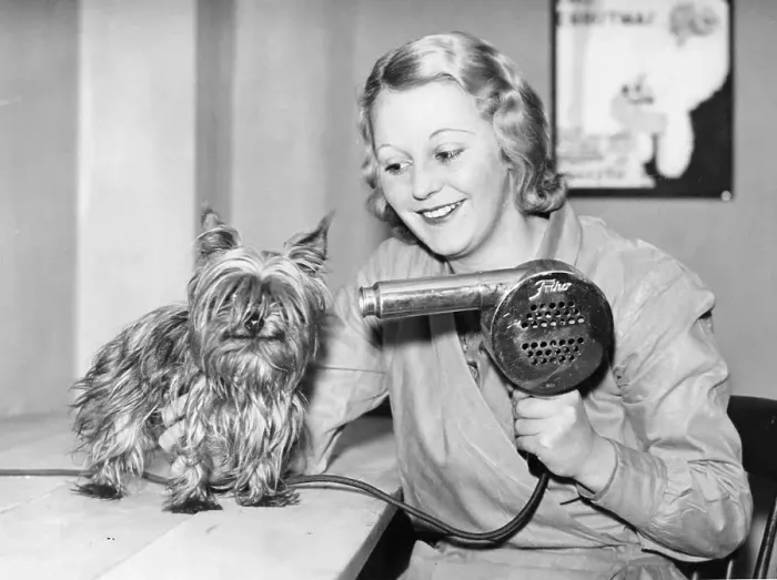 Framed Print : Dog being blow dried, historical photo, circa 1920