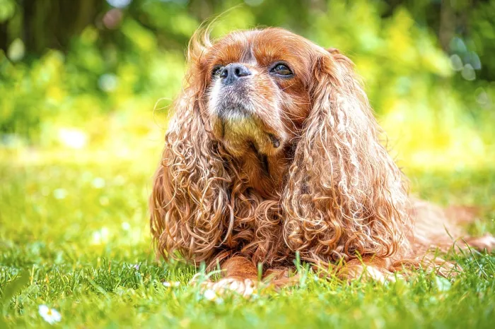 Framed Print : A dog breed Cavalier King Charles Spaniel with impressive coat in natural environment