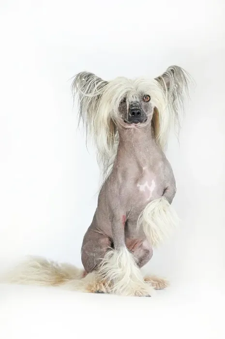 Framed Print : Dog breed Chinese Crested Hairless Framed Print : Dog breed Chinese Crested Hairless
