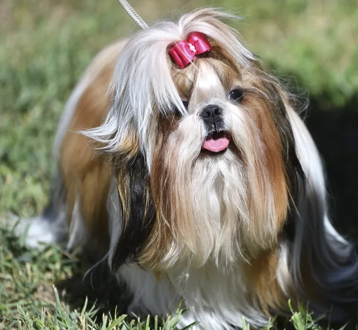 Framed Print : Dog breed Yorkshire Terrier, or York on a walk on a summer day Framed Print : Dog breed Yorkshire Terrier, or York on a walk on a summer day