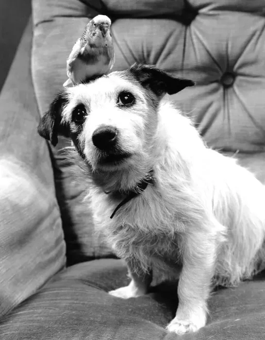 Framed Print : Dog with budgie sitting on his head