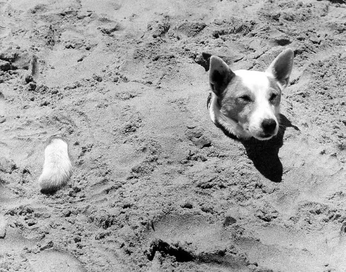 Framed Print : Dog buried in the sand, ca. 1960s Framed Print : Dog buried in the sand, ca. 1960s