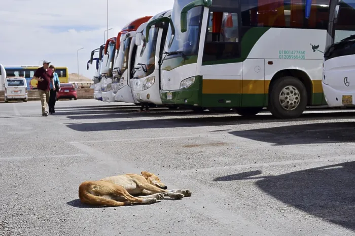 Framed Print : Dog and buses at the car park of Hatshepsut Temple