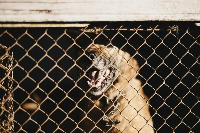 Framed Print : A dog behind a cage showing its teeth