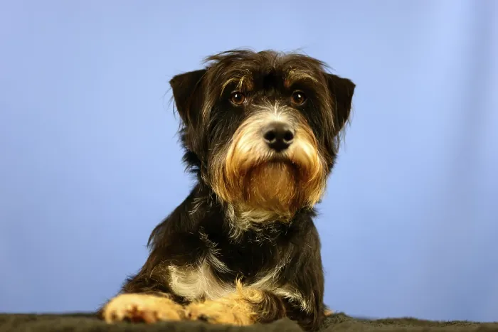 Framed Print : A dog with calm facial expression in front of a blue wall Framed Print : A dog with calm facial expression in front of a blue wall