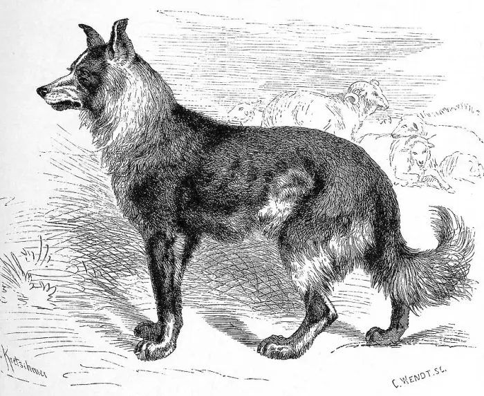 Framed Print : Dog (Canis familiaris), German shepherd domesticus pecuarius