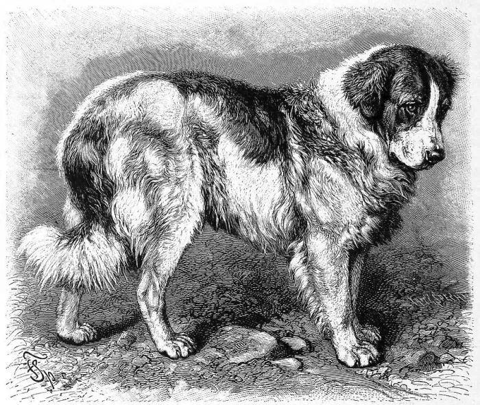 Framed Print : Dog (Canis familiaris), St. Bernard or St