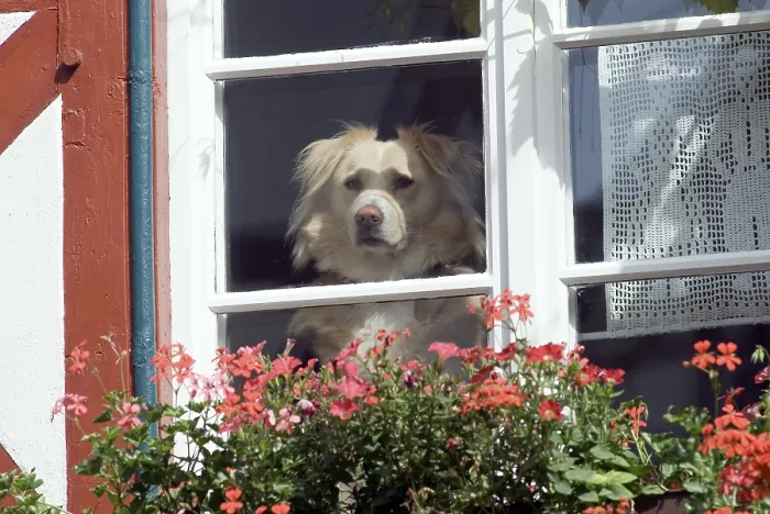 Framed Print : Dog (Canis lupus familiaris) looking out of a window