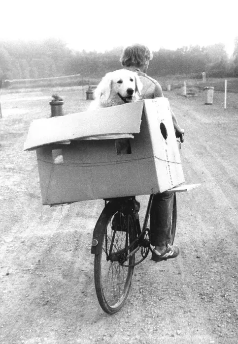 Framed Print : Dog in carton on bicycle rack ca