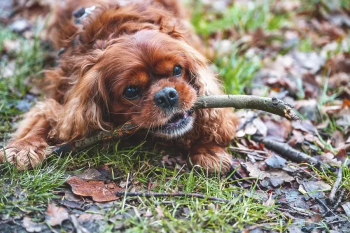 Framed Print : Dog (Cavalier King Charles Spaniel) lying in a meadow and chewing on a stick
