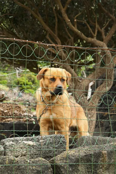 Framed Print : A dog on a chain guards the territory
