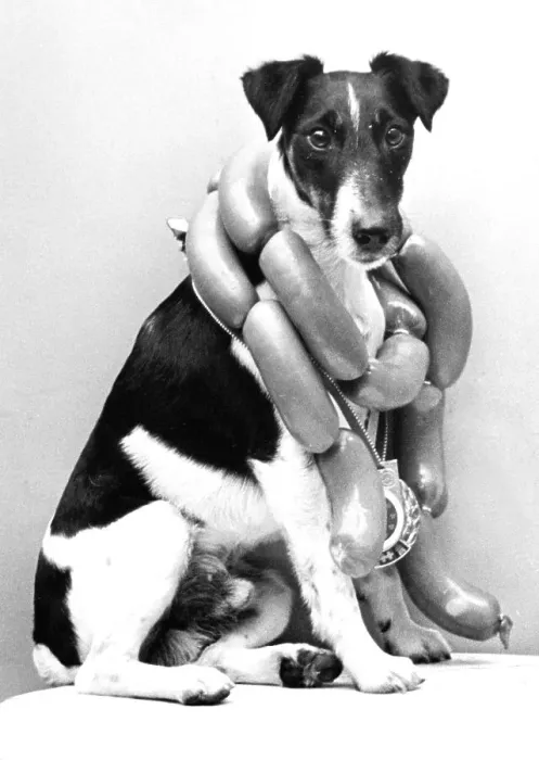 Framed Print : Dog with chain of sausage around his neck
