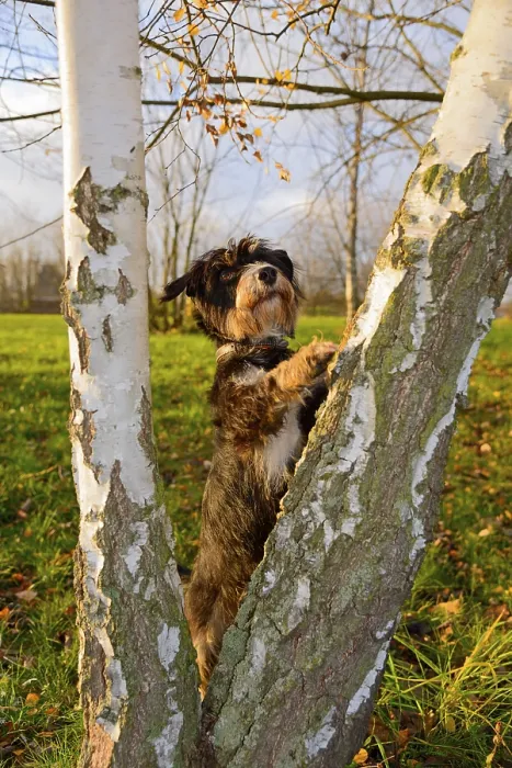 Framed Print : A dog climbs birches in the park Framed Print : A dog climbs birches in the park