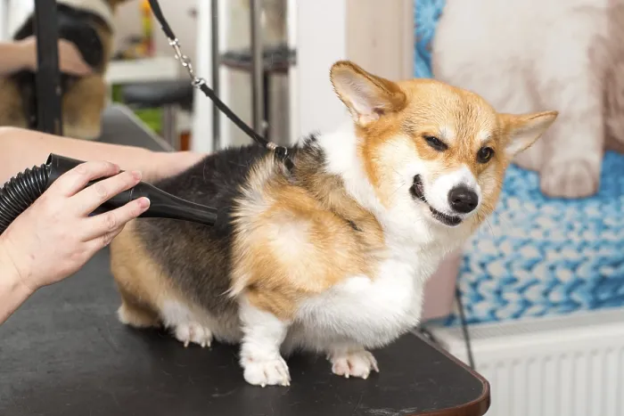 Framed Print : Dog Corgi Drying Pet Grooming and hairstyle Concept