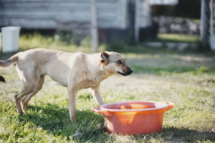 Framed Print : A dog curiously approaches a red basin in a sunny yard