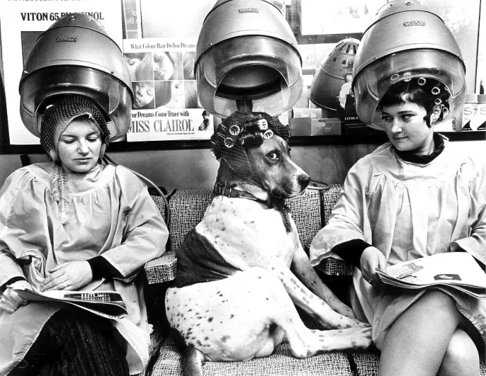 Framed Print : Dog with curlers at the hairdresser Framed Print : Dog with curlers at the hairdresser