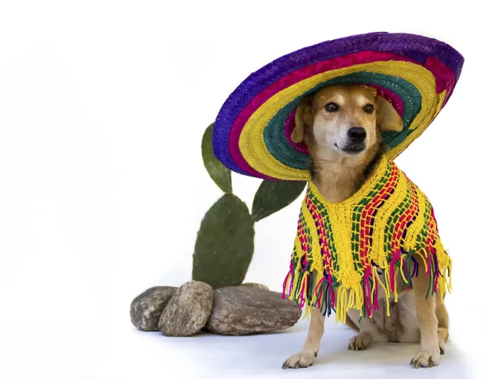Framed Print : Dog dressed in a large Mexican hat and poncho