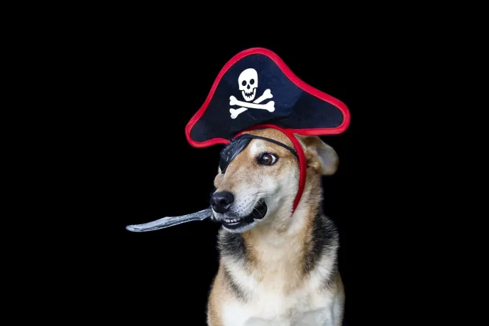 Framed Print : Dog dressed as a pirate with patch hat holding a knife with his mouth